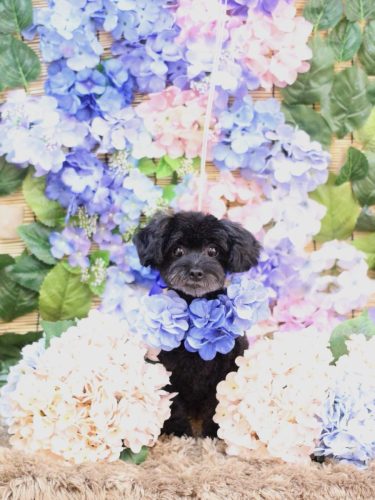 20250620チョコちゃん